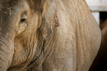 Elder Elephant portrait - Close up