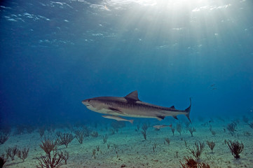 Obraz premium Tiger Shark