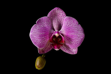 Fototapeta na wymiar Pink orchid with bud on black background
