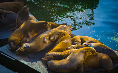 Sleepy Pile of Seals