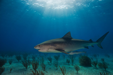 Fototapeta premium Tiger Shark