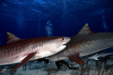 A pair of tiger sharks passing each other at Tiger Beach.