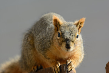 squirrel perched on a fence