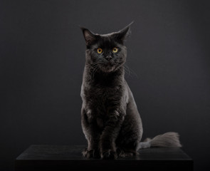  Portrait of a mainecone cat
