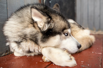 Beautiful dog Siberian Husky relaxed lying on the porch with his head on his paws and looking thoughtfully into the distance, winter frosty day. Close-up.