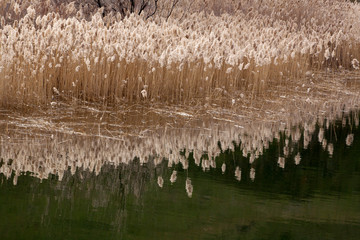 reeds in the lake