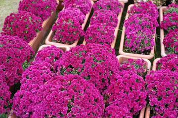 植物園の菊の花