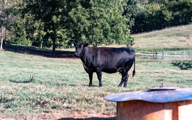 Fat Angus cow with mineral feeder