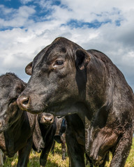 HDR portrait of a black Angus bull