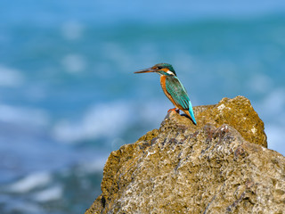 Common Kingfisher Standing on Sea Rock, Closeup Portrait