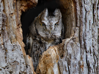 Obraz premium Eastern Screech Owl Resting in Hollow of a Tree Trunk