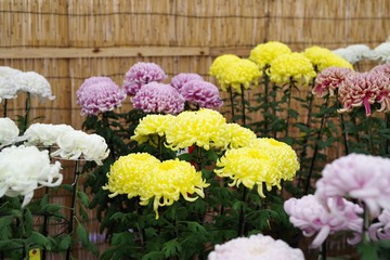 植物園の菊の花
