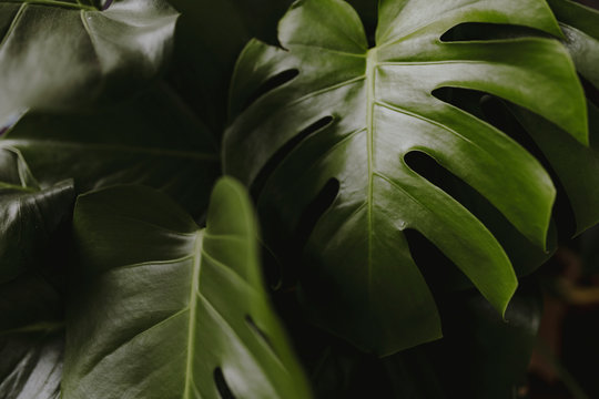 Fototapeta Closeup of split leaf philodendron