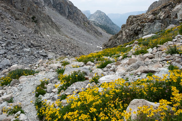 Yellow Flowers in Mountains