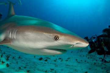 A close up of a Caribbean reef shark.