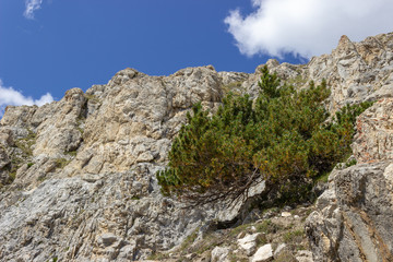 Solitary pinus mugo (mountain pine) on calcareous rocks in high mountain. Photo taken at 2400 meters of altitude.