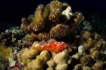 Decoy Scorpion Fish