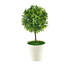 Ornamental tree in a pot isolated on white background