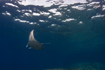 A small manta ray making it's way over pinincale point