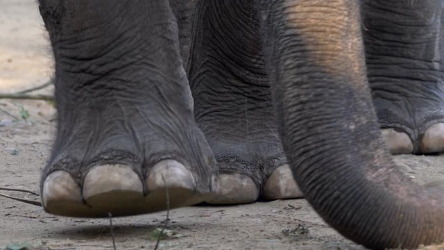 Asian elephant (Elephas maximus) feet