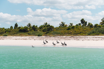 Obraz premium Holbox Beach Paradise Mexico Pelican