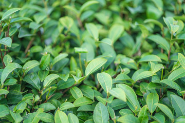 Tea leave in tea plantation
