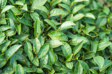 Tea leave in tea plantation