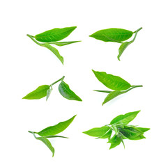 green tea leaves on white background