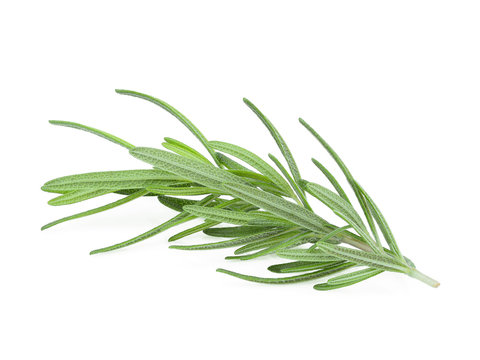 rosemary isolated on white background