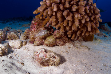 puffer fish next to coral formation
