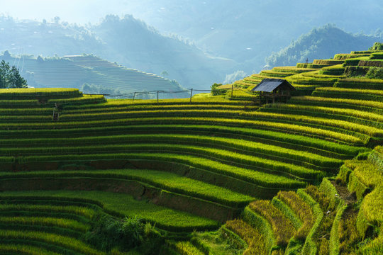 Terraced rice field in harvest season in Mu Cang Chai, Vietnam. Mam Xoi popular travel destination.