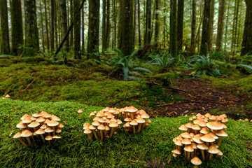 Lush vegetation, thick underbrush and fungi colony on giant tree trunk in the Golden Ears...