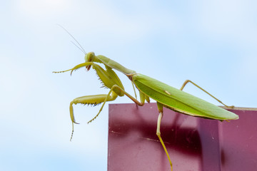 Praying mantis on a red fence. Predator insect mantis
