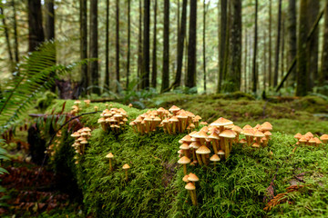 Lush vegetation, thick underbrush and fungi colony on giant tree trunk in the Golden Ears...