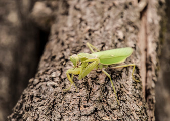 Mantis on a log acacia. Mantis looking at the camera. Mantis insect predator.