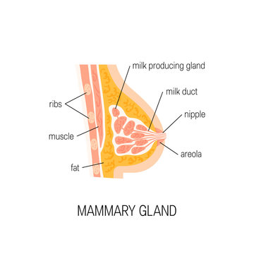 7312825 Vector diagram of mammary gland