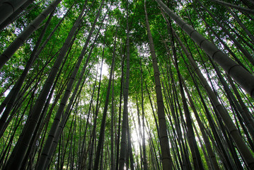 Obraz na płótnie Canvas Arashiama Bamboo Forest