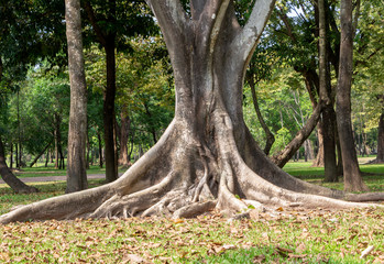 Big tree roots spreading out beautiful in the tropics. The concept of care and environmental protection.
