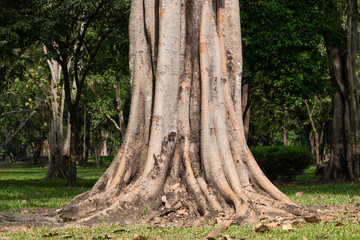 Big tree roots spreading out beautiful in the tropics. The concept of care and environmental protection.