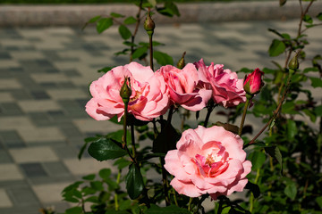  розовые розы