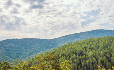 Panoramic view of the Foret des Maures