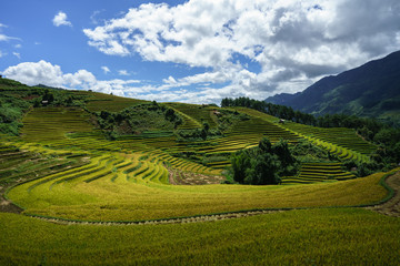 Fototapeta premium Terraced rice field in harvest season with white clouds and blue sky in Mu Cang Chai, Vietnam.