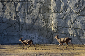 Deer and Concrete Textured Wall