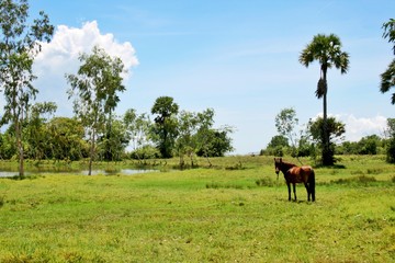 Fototapeta na wymiar Brown horses in the field grass and landscape in south Thailand