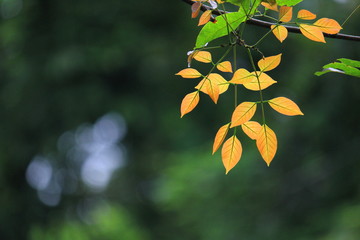 Bright yellow leaf with bokeh background