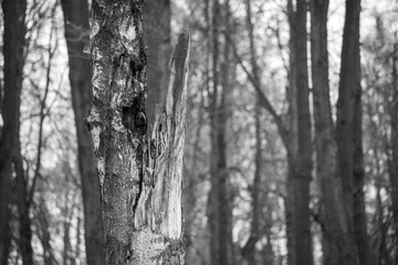 Black and white broken tree in the forest