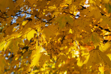 autumn maple leaves background