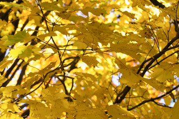 autumn maple leaves background