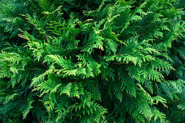 background from decorative juniper