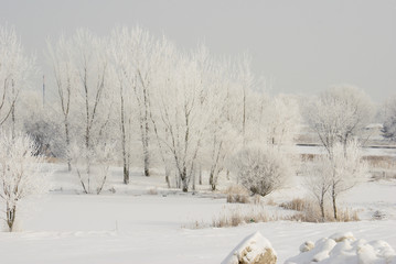 Fototapeta na wymiar Winter scene with many trees with snow covered branches snow covered ground in winter in Minnesota